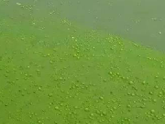 裸藻怎样分辨？这些近期裸藻水常见，可以这样去处理！